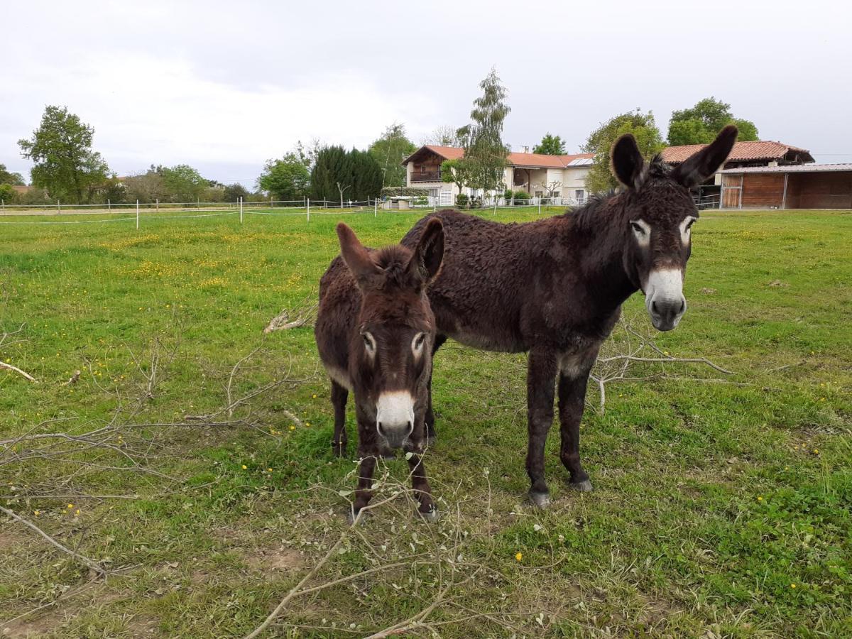 Gite En Comminges Franquevielle Экстерьер фото